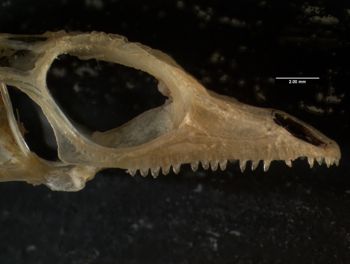 Media type: image;   Herpetology R-66857
